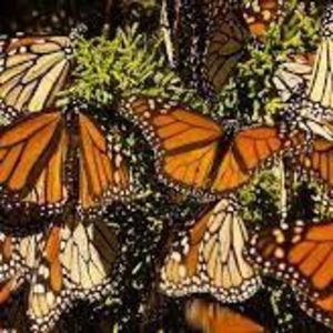 Meet your Posher, Danaidae